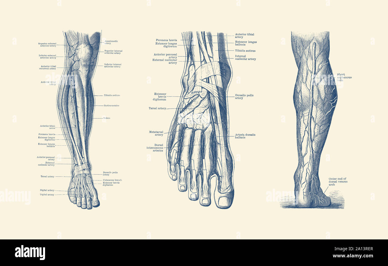 Un Multi view della gamba umana e piedi, presentazione di vene, dei tendini e delle arterie. Foto Stock