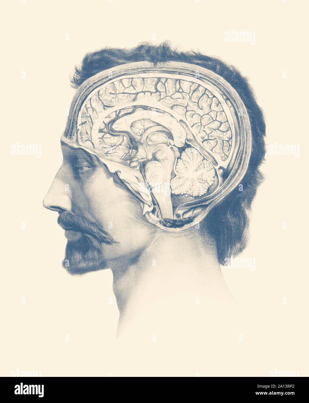 Vista laterale di un maleâ€™s cervello, mostrando il sistema venoso, talamo e nel cervelletto. Foto Stock