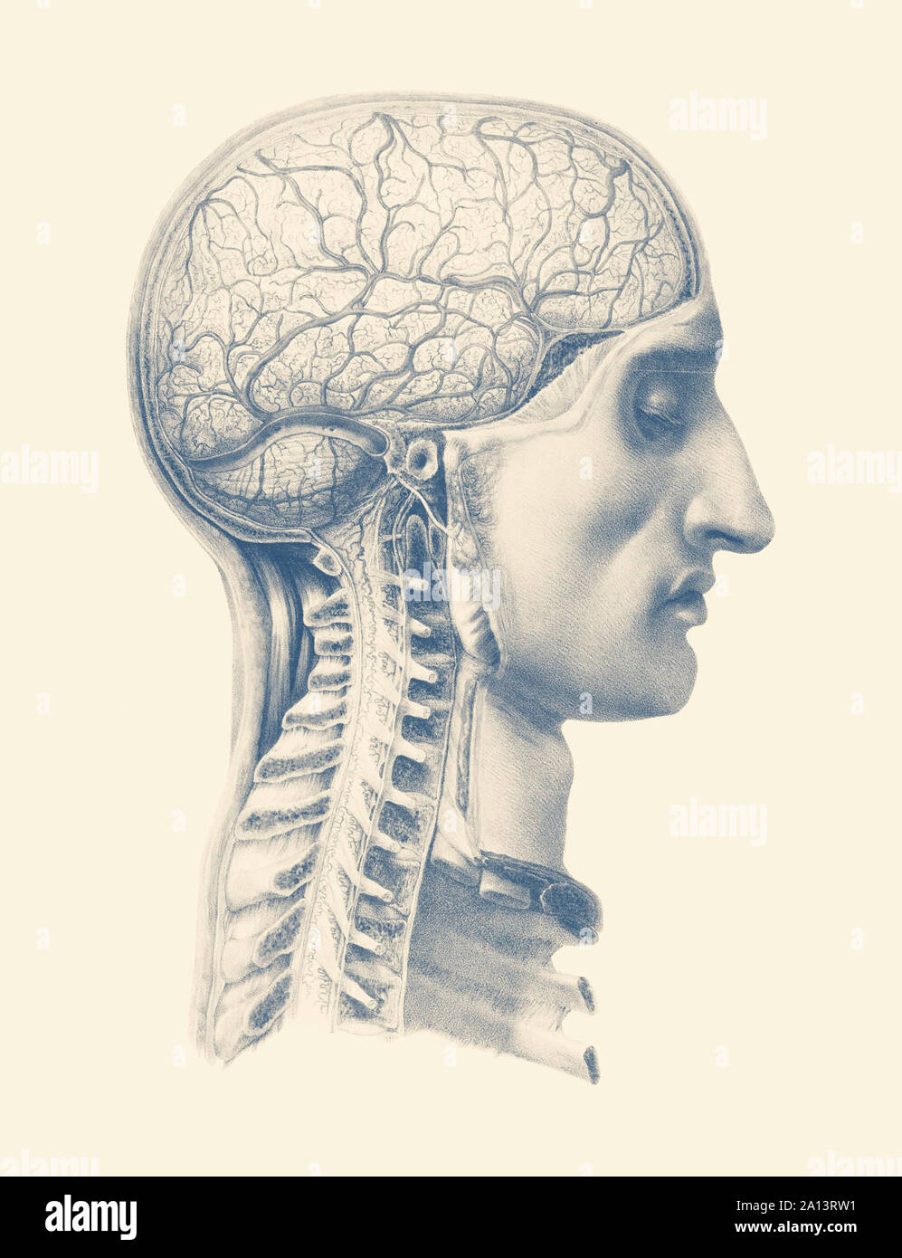 Anatomia Vintage Print che mostra una vista laterale del cervello umano e della colonna vertebrale. Foto Stock