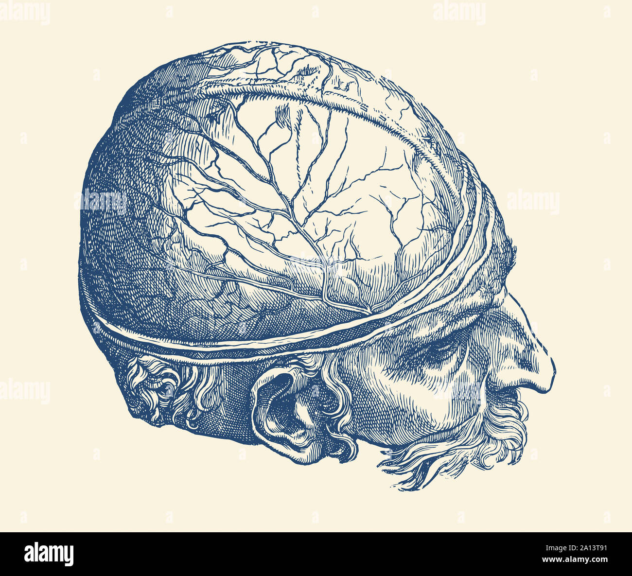 Anatomia Vintage Print offre una rappresentazione artistica del cervello maschile. Foto Stock