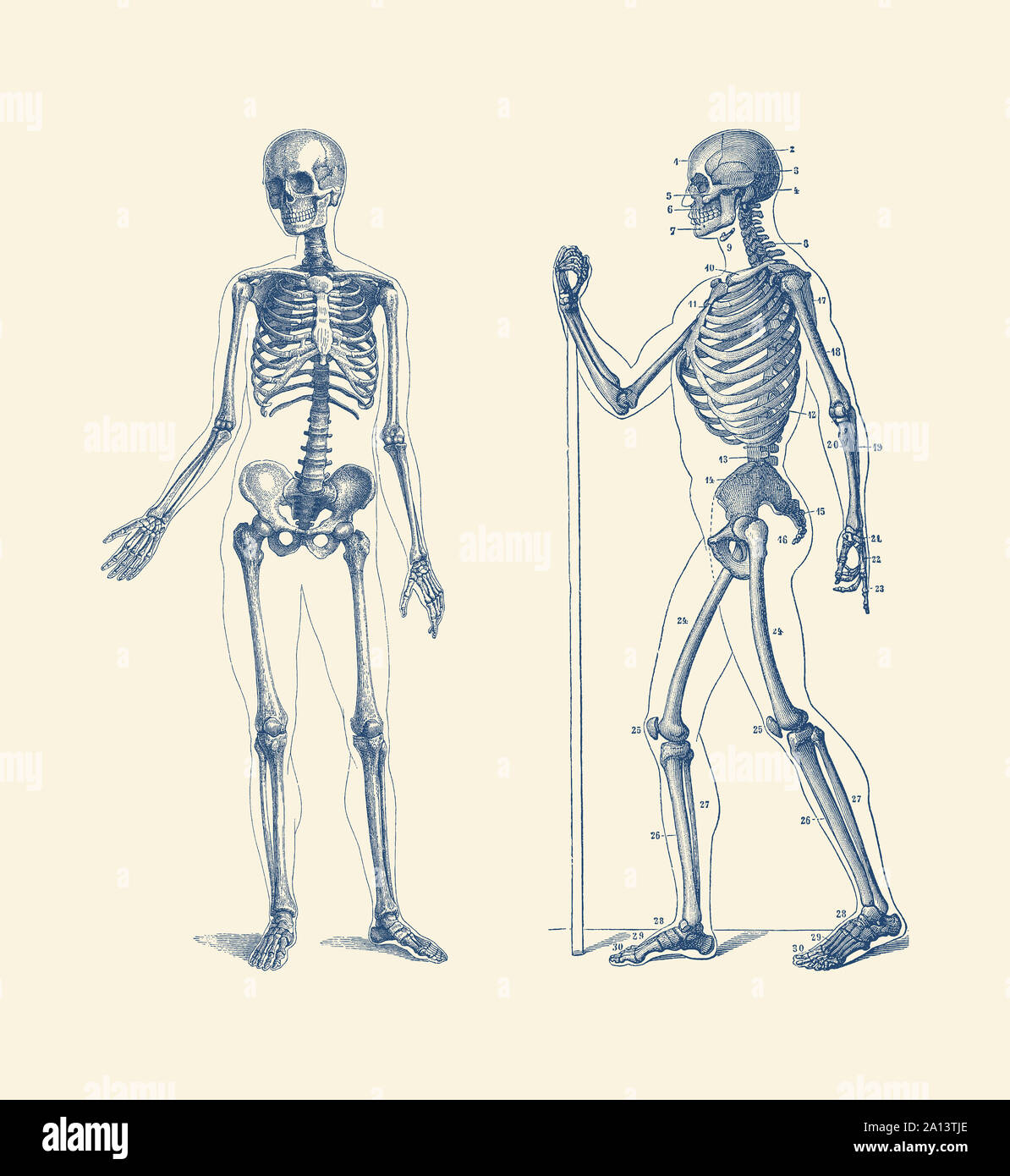 Anatomia Vintage Print dispone di una doppia vista di uno scheletro. Foto Stock