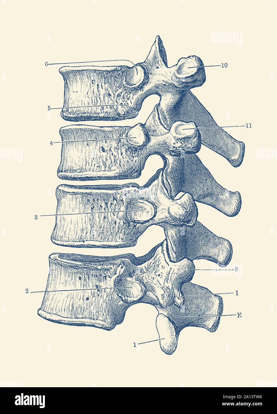 Vintage stampa anatomia di una colonna vertebrale umana, presentazione di quattro vertebre. Foto Stock