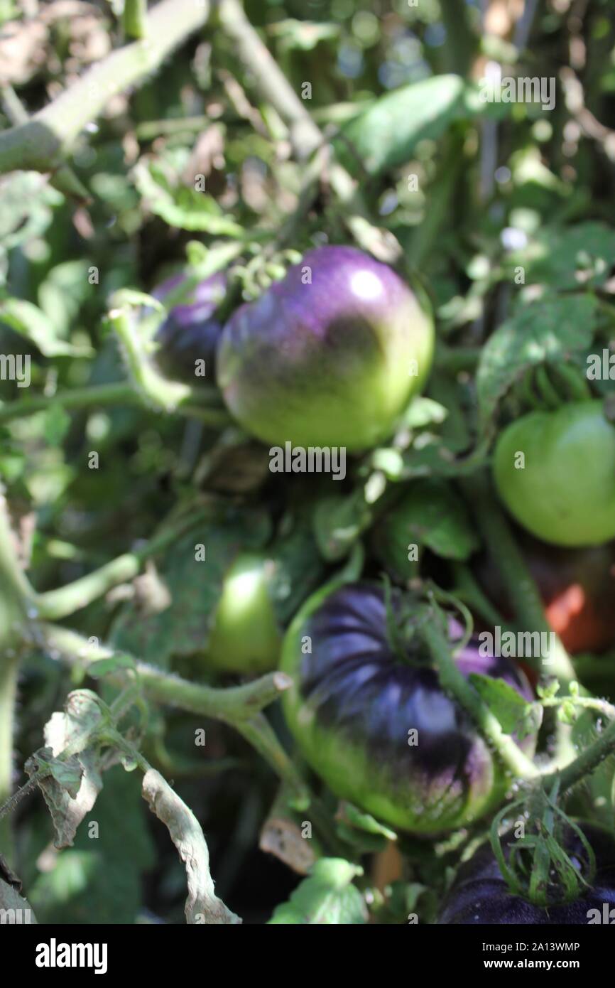 Viola freschi pomodori cimelio di coltivazione della vite in un orto. Foto Stock