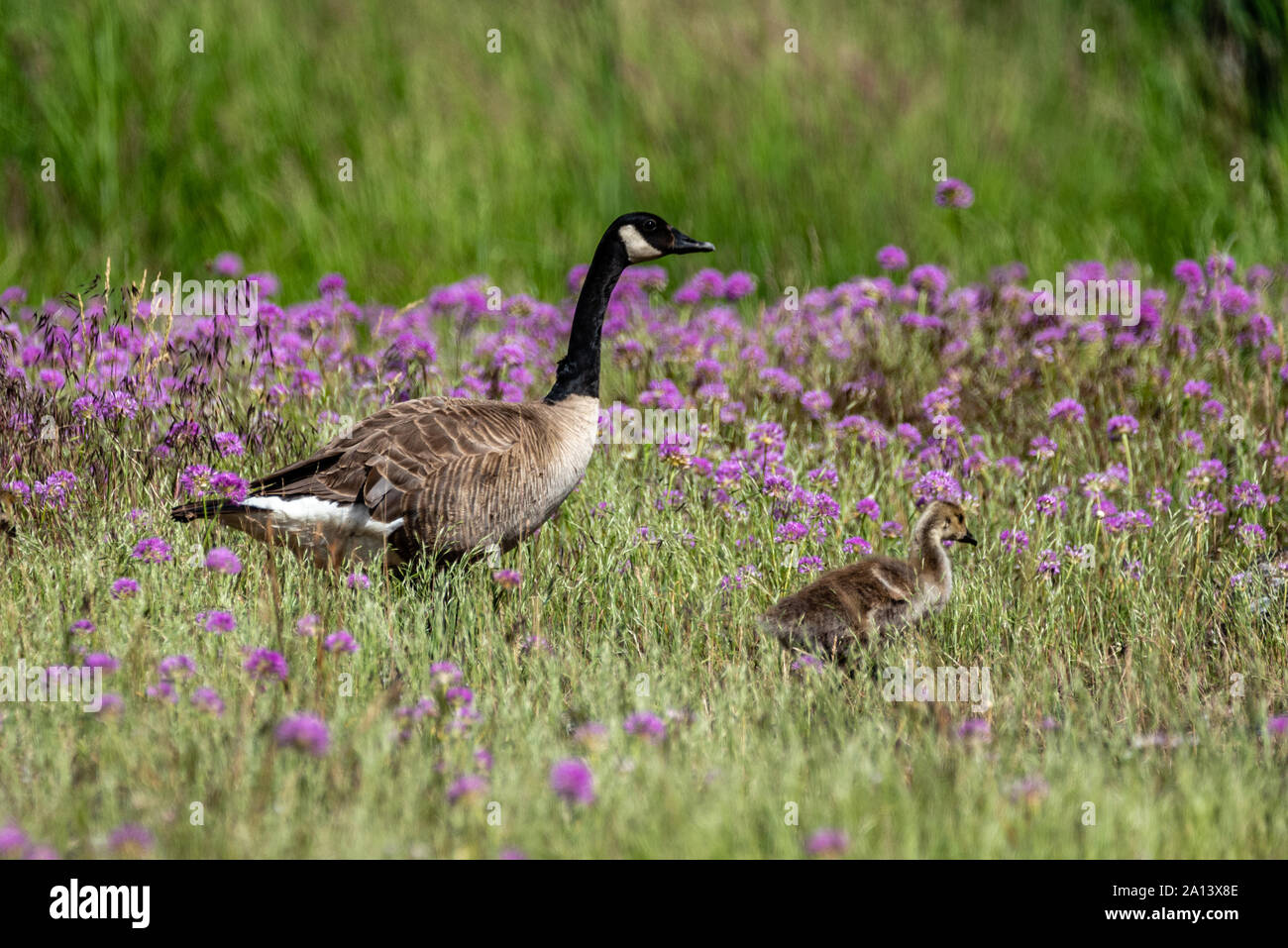 Canada Goose in una selvaggia Campo di cipolla. Foto Stock