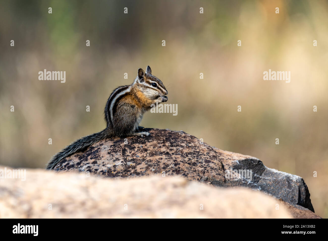 Scoiattolo striado avente il pranzo su una roccia. Foto Stock