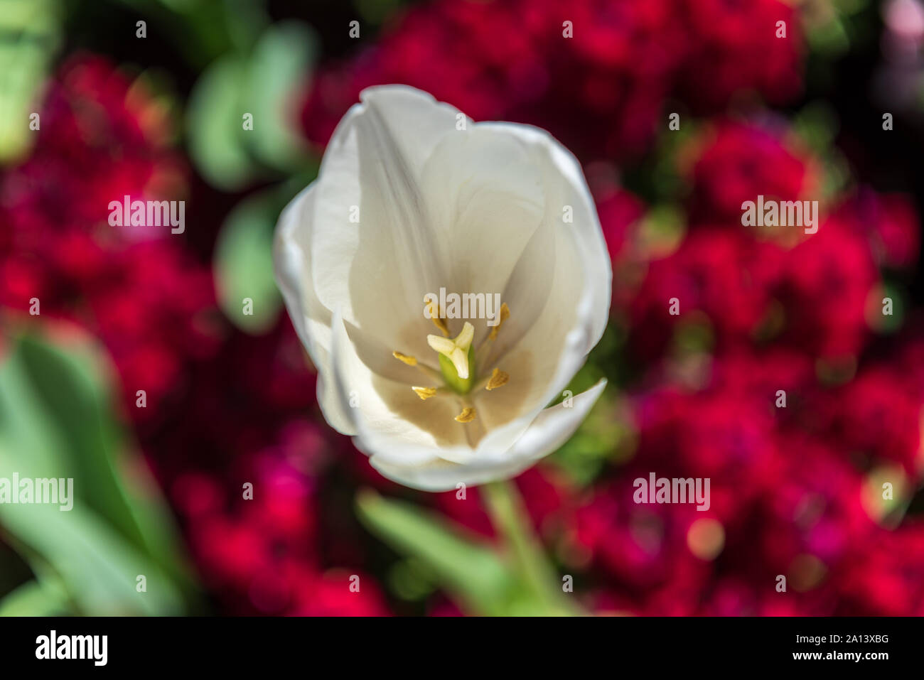 All'interno del tulipano bianco Foto Stock