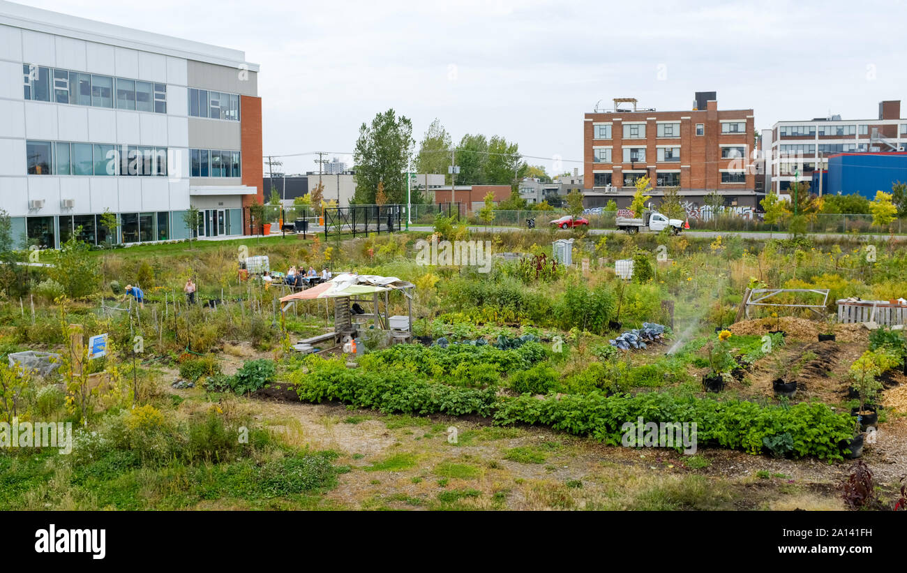 Orti urbani, campus MIL, Montreal, Canada Foto Stock