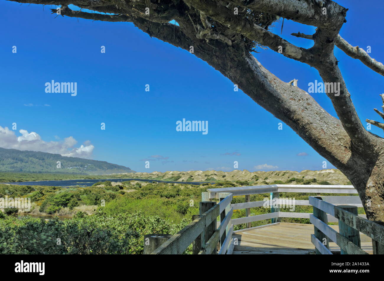 Holman Vista in Oregon Dunes National Recreation Area. Vista dalla passerella per il lato nord della Oregon Dunes, con vento-eiettato alberi. Foto Stock