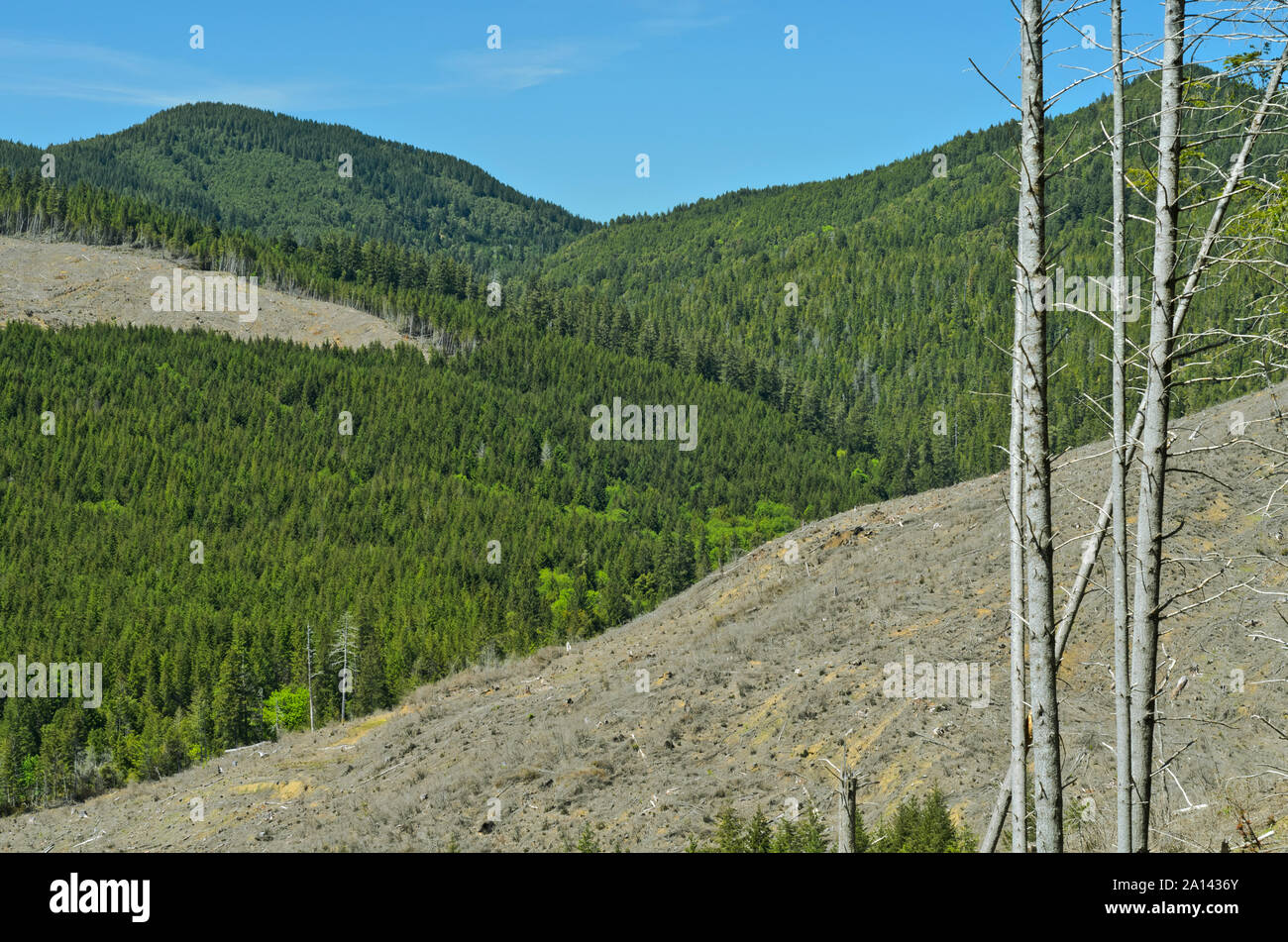 O: Contea di Curry, Costiera, Rogue-Siskiyou National Forest, Mountain View su una chiara definizione [chiedere #278.197]. Foto Stock