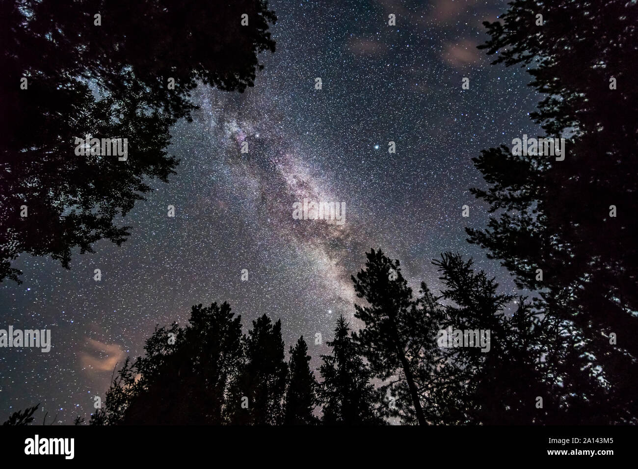 L'estate Via Lattea cercando attraverso gli alberi nel Parco Nazionale di Banff, Canada. Foto Stock