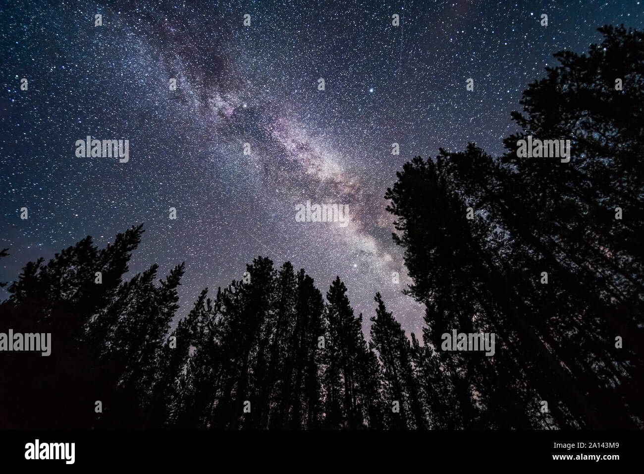 L'estate Via Lattea cercando attraverso gli alberi nel Parco Nazionale di Banff, Canada. Foto Stock