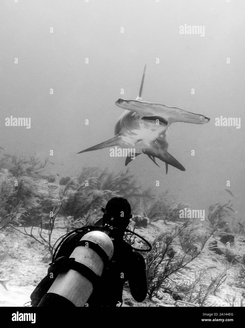 Grande squalo martello con subacqueo, Tiger Beach, Bahamas. Foto Stock