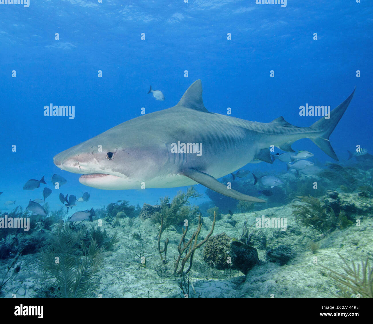 Tiger Shark nuoto oltre il reef, Tiger Beach, Bahamas. Foto Stock