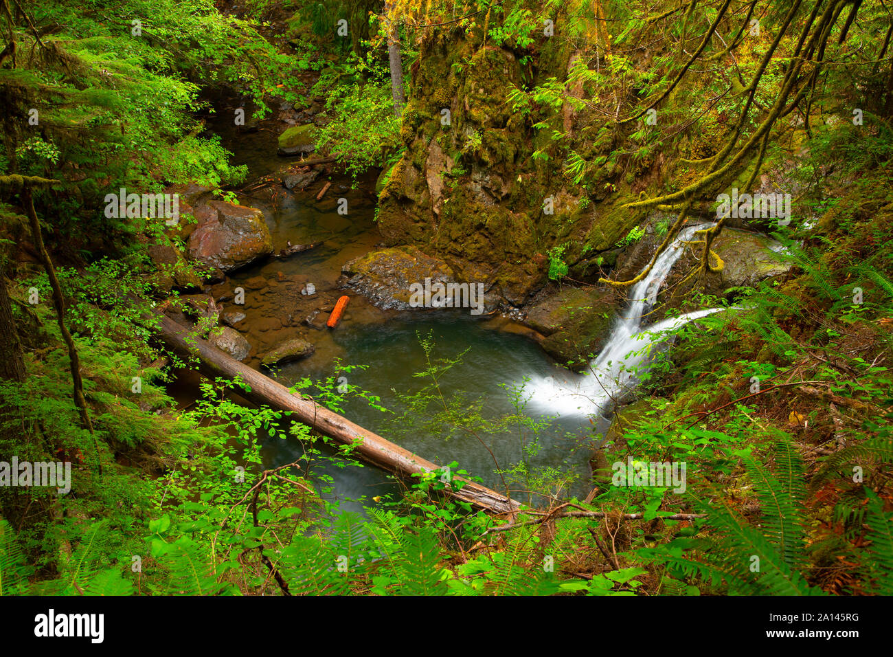 Abbassare Wolf Creek Falls lungo Wolf Creek Falls Trail, Roseburg District Bureau of Land Management, Oregon Foto Stock