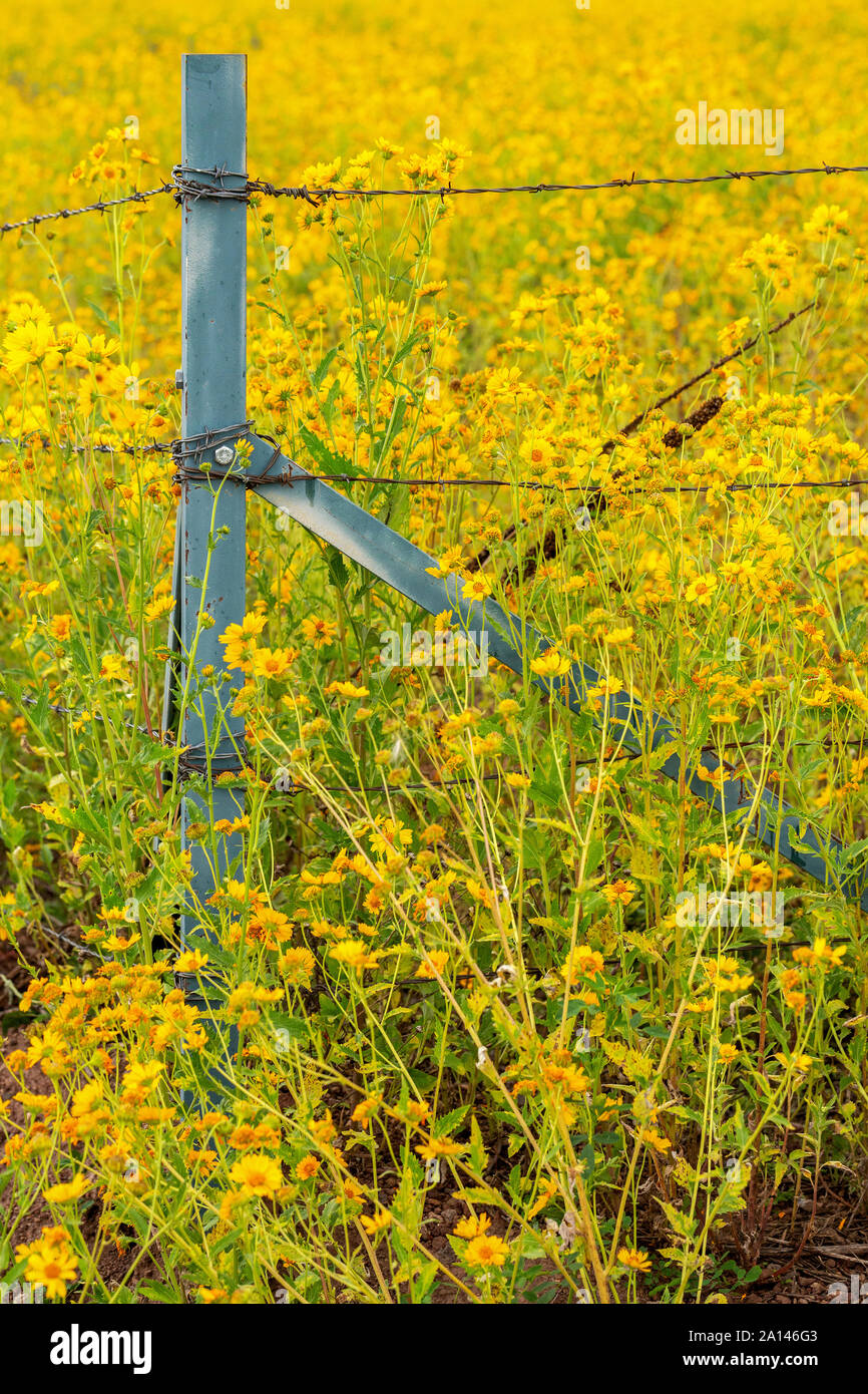 Un campo di girasoli messicano circonda un recinto a Flagstaff, in Arizona. Fiori di campo che circonda un barbiglio recinto di filo. Natura attraversa le recinzioni. Foto Stock