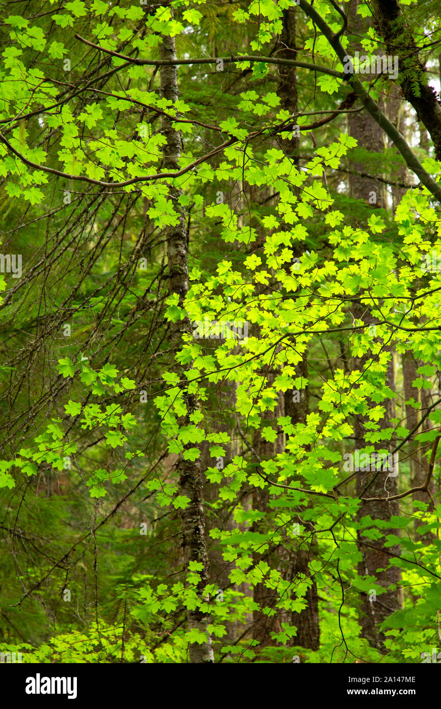 Vite (acero Acer circinatum) lungo Warm Springs Falls Trail, Umpqua National Forest, Oregon Foto Stock