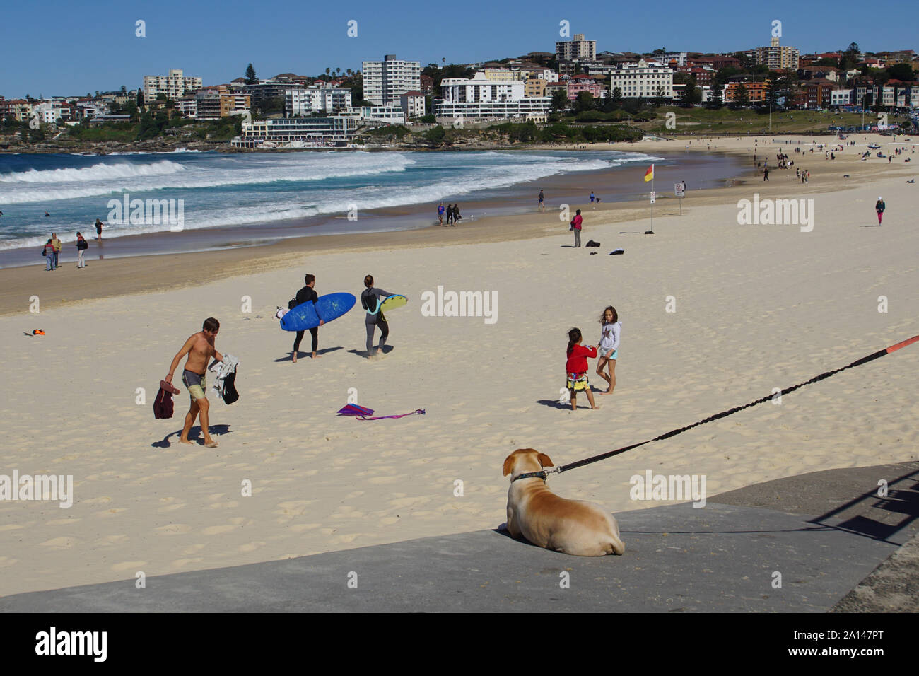 Legato-fino cane in attesa del suo maestro di ritorno da Surf Foto Stock