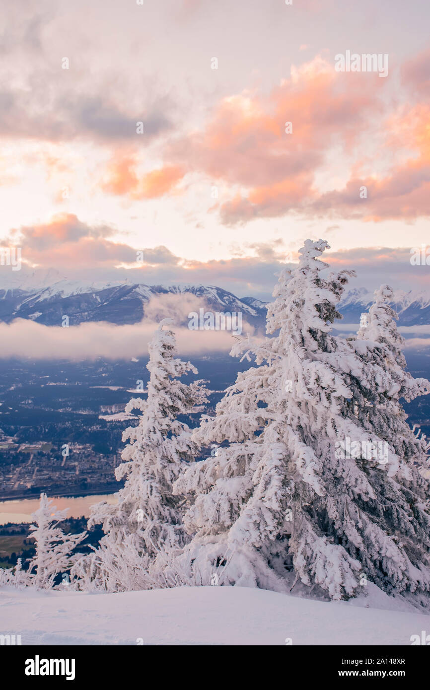 Coperta di neve alberi sulla vetta del Monte Swansea al tramonto, vicino Invermere, British Columbia, Canada - Inverno tema Foto Stock