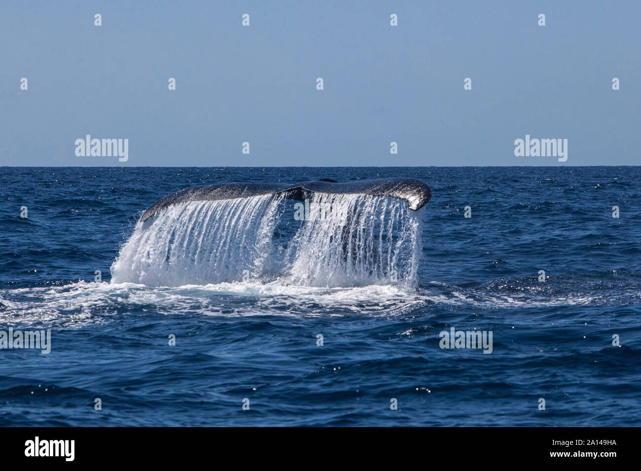 Un Humpback Whale solleva la sua potente coda come esso si tuffa nel mare dei Caraibi. Foto Stock