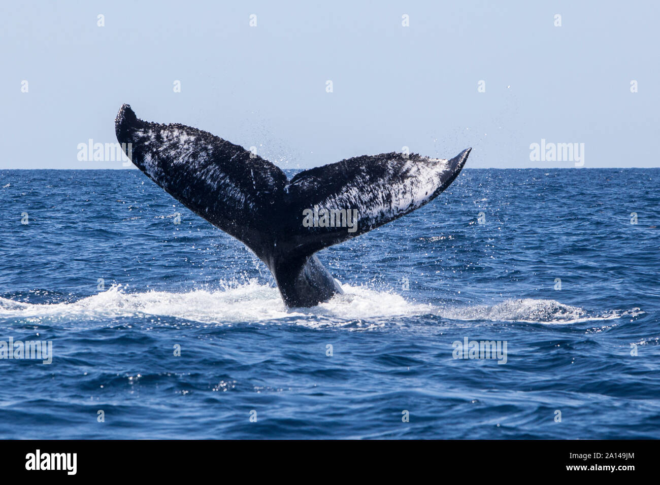 Un Humpback Whale solleva la sua potente coda come esso si tuffa nel mare dei Caraibi. Foto Stock