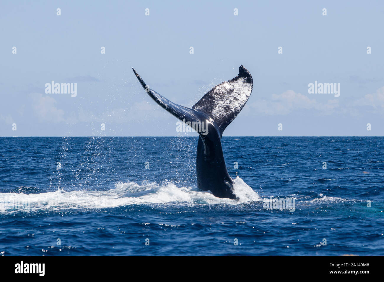 Un Humpback Whale solleva la sua potente coda come esso si tuffa nel mare dei Caraibi. Foto Stock