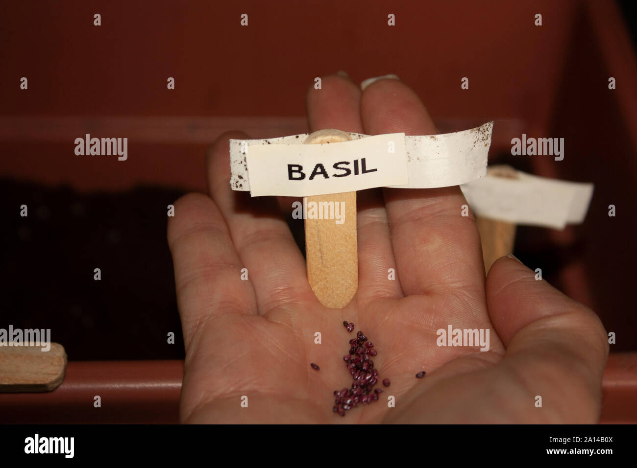 Il basilico semi posti nel palmo della mano femminile nei pressi di un annuncio che aiuta a distinguere una volta seminato Foto Stock