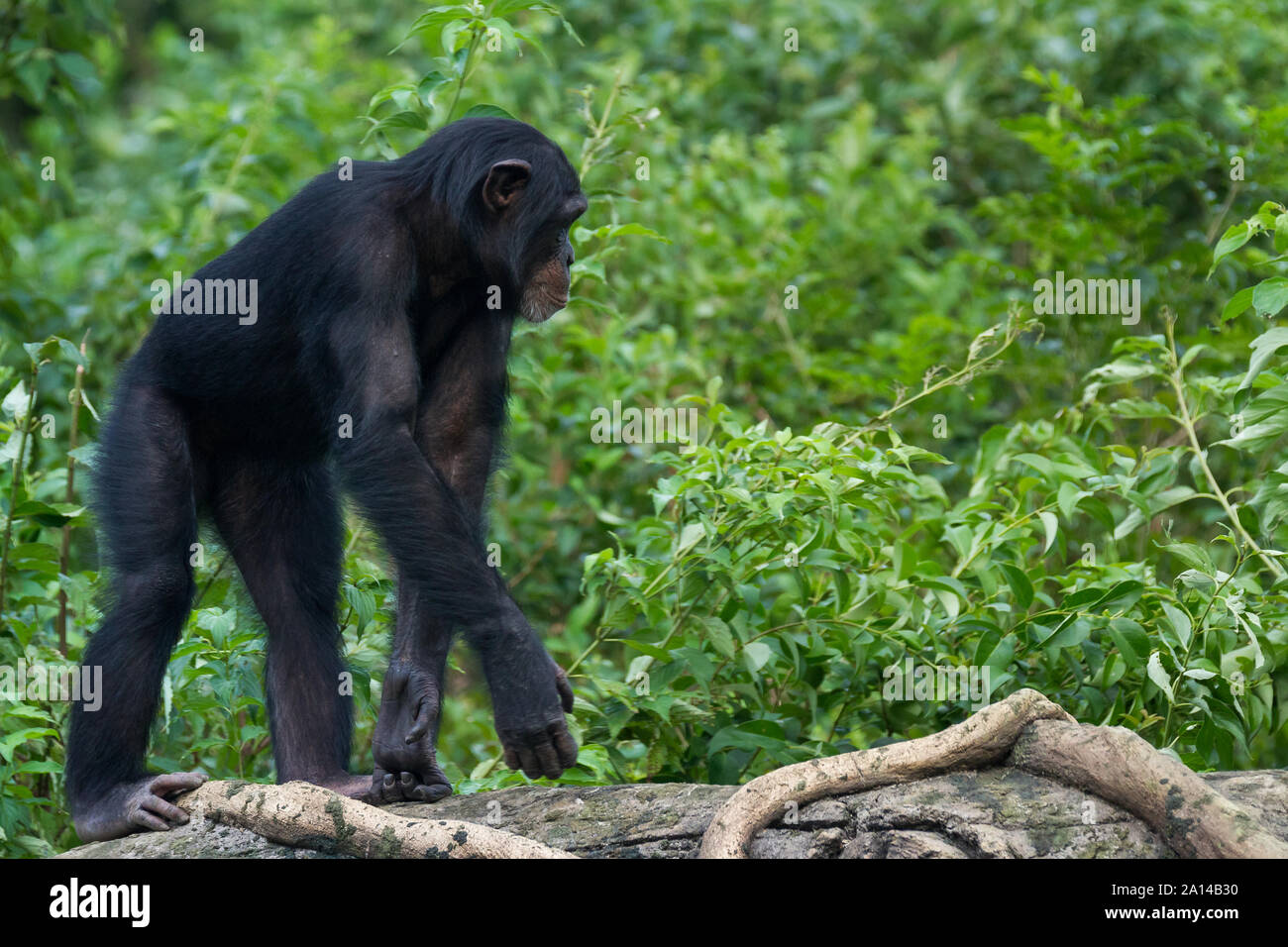 Un giovane scimpanzé (Pan troglodytes) che cammina nel bosco a Zoorasia a Yokohama, Kanagawa. Foto Stock