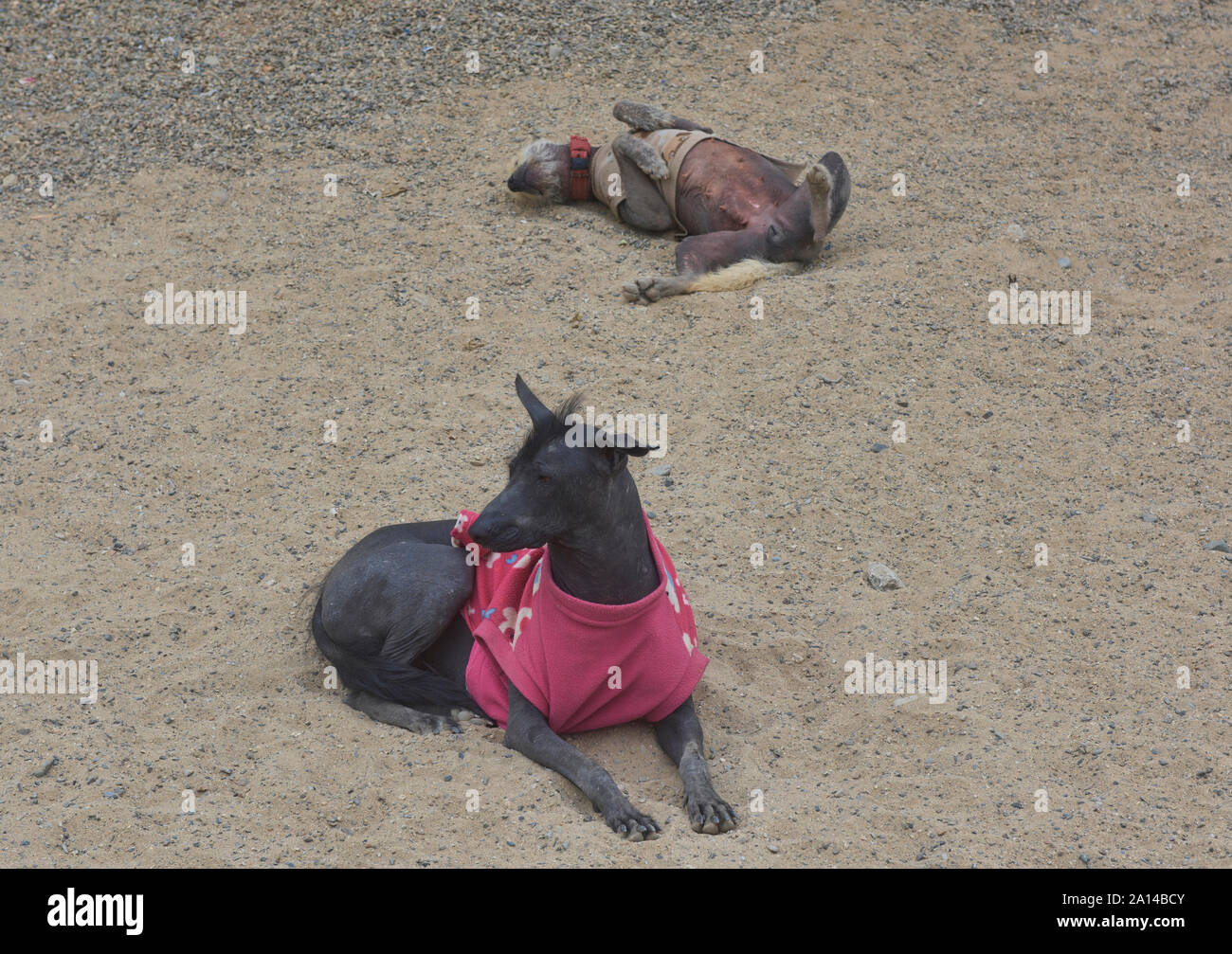 Si tratta di un cane la vita, Lima, Peru Foto Stock