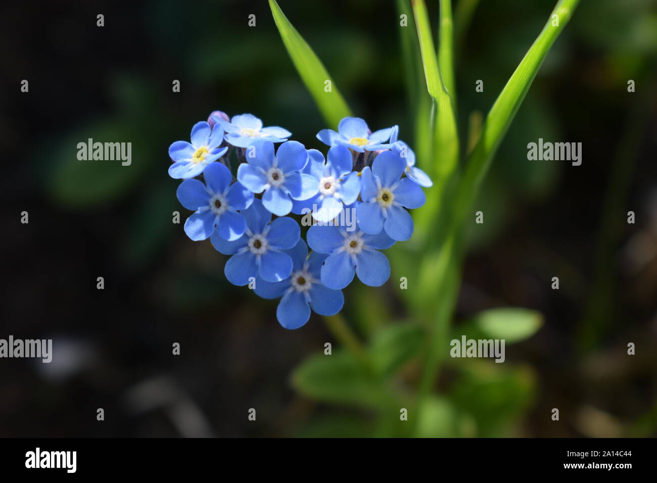 A forma di cuore Myosotis alpestris o dimenticare alpino-me-non, fiore dello stato dell'Alaska Foto Stock