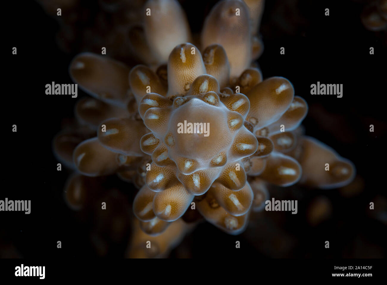 Dettaglio di un staghorn coral colonia, Acropora sp. Foto Stock