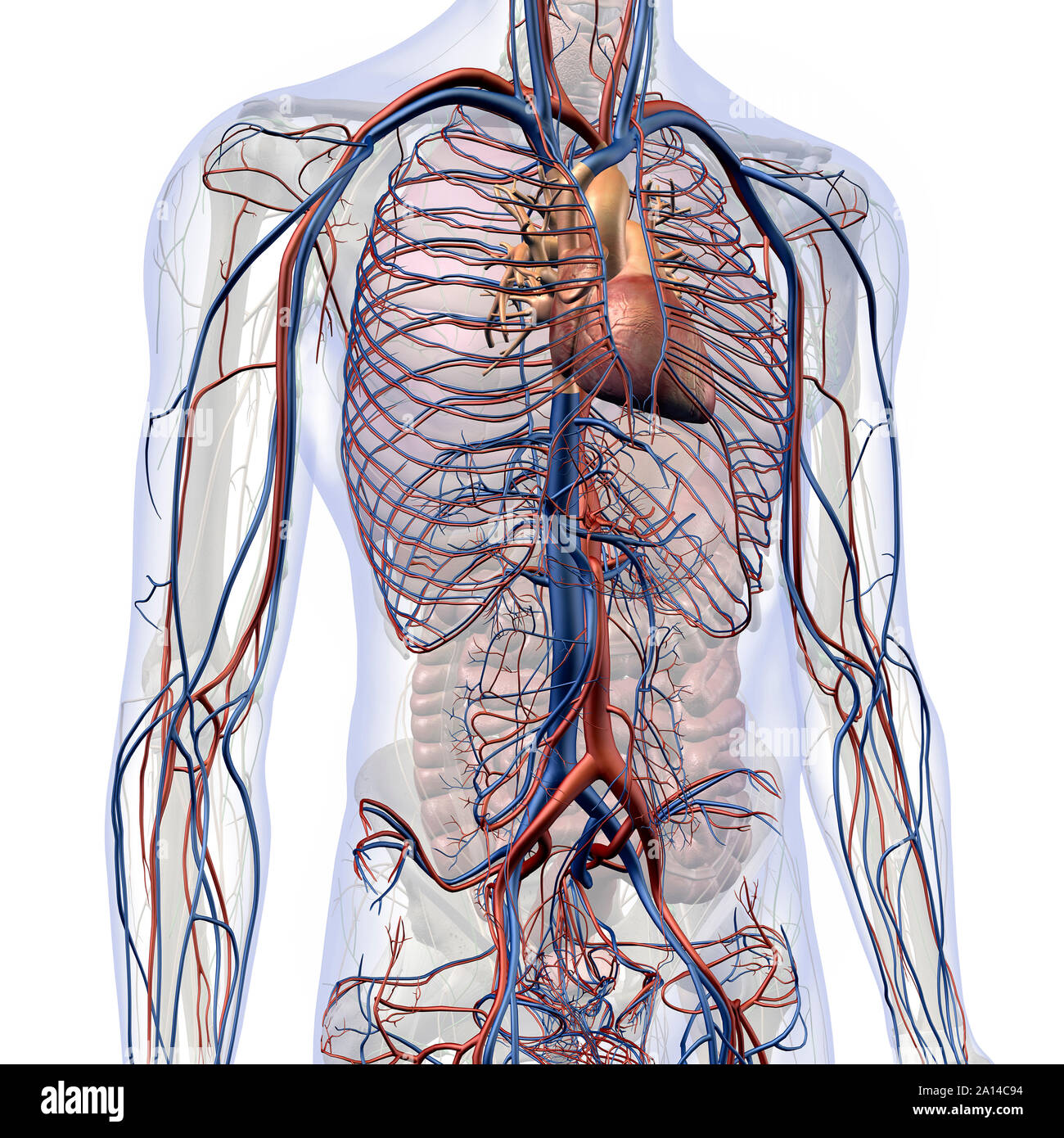 Anatomia Torace Immagini E Fotos Stock Alamy