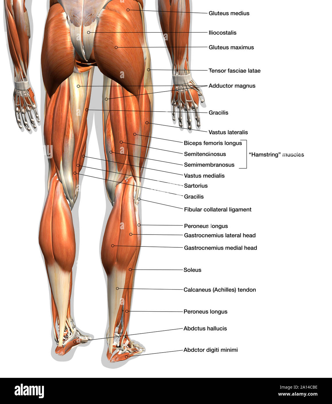 Denominata tabella di anatomia maschile di muscoli delle gambe, su sfondo bianco. Foto Stock