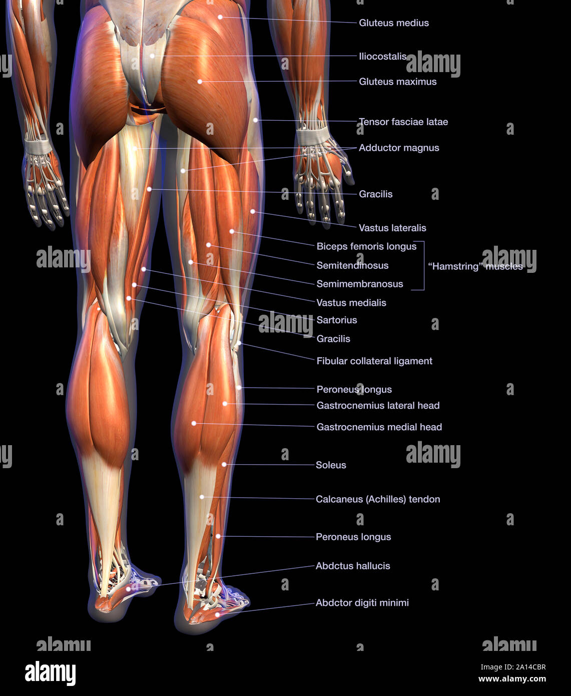 Denominata tabella di anatomia maschile di muscoli delle gambe, su sfondo nero. Foto Stock