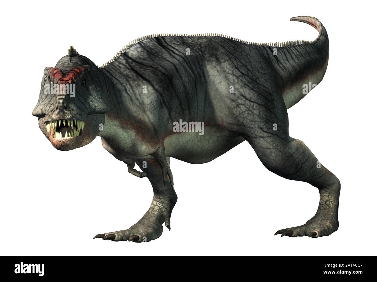 Un grigio e bianco Tyrannosaurus rex con strisce nere snarls a voi. Questo pericoloso dinosauro carnivoro del Cretaceo sembra pronto a mangiare. Foto Stock