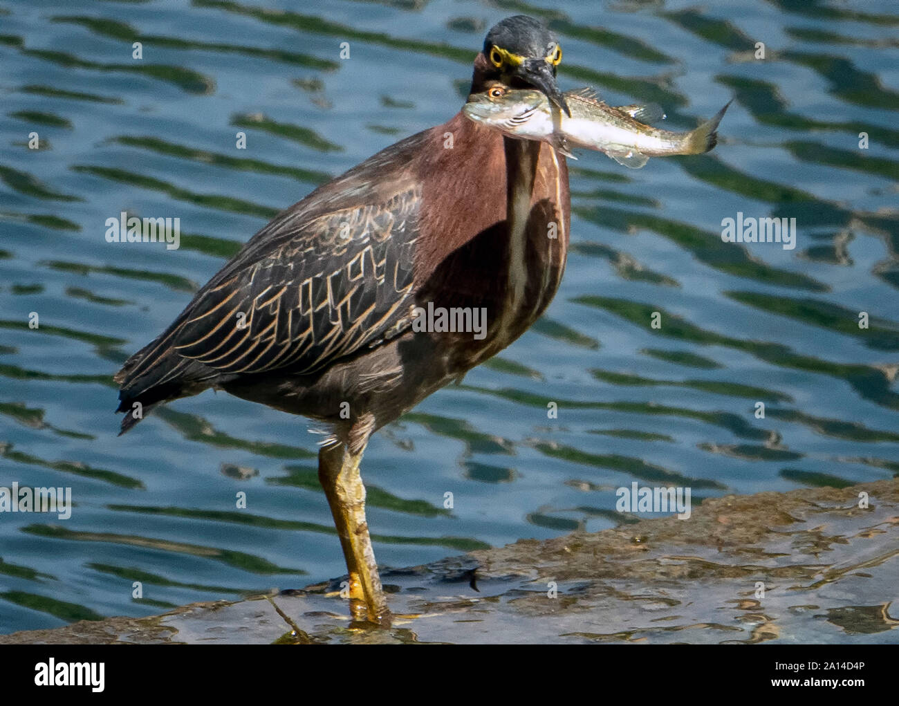 Farina di pesce Foto Stock