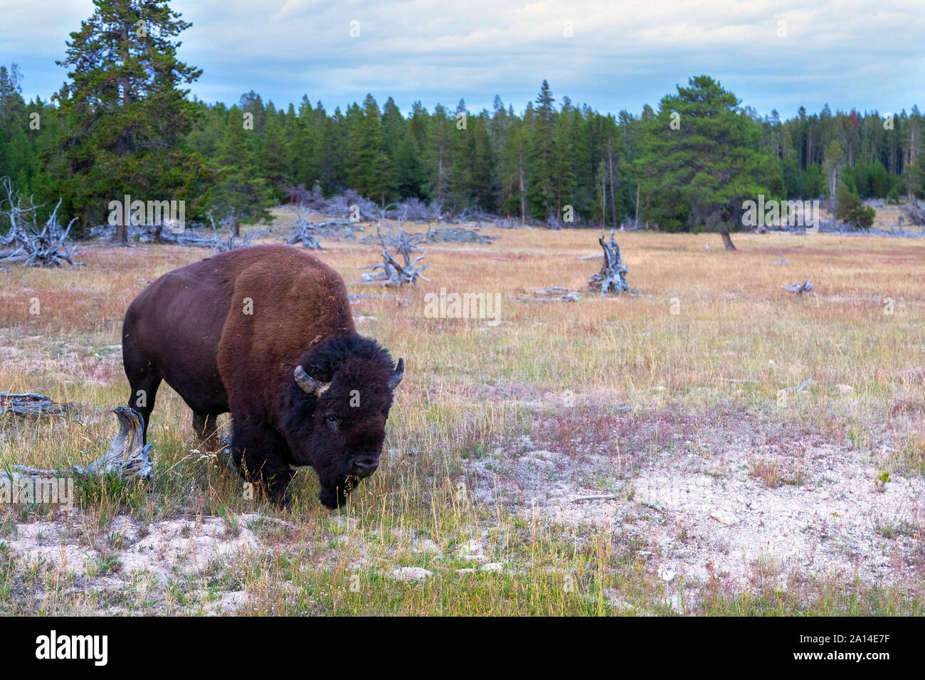 Bisonti americani nel selvaggio pascolo a Yellowstone National Park in Wyoming, STATI UNITI D'AMERICA. Foto Stock