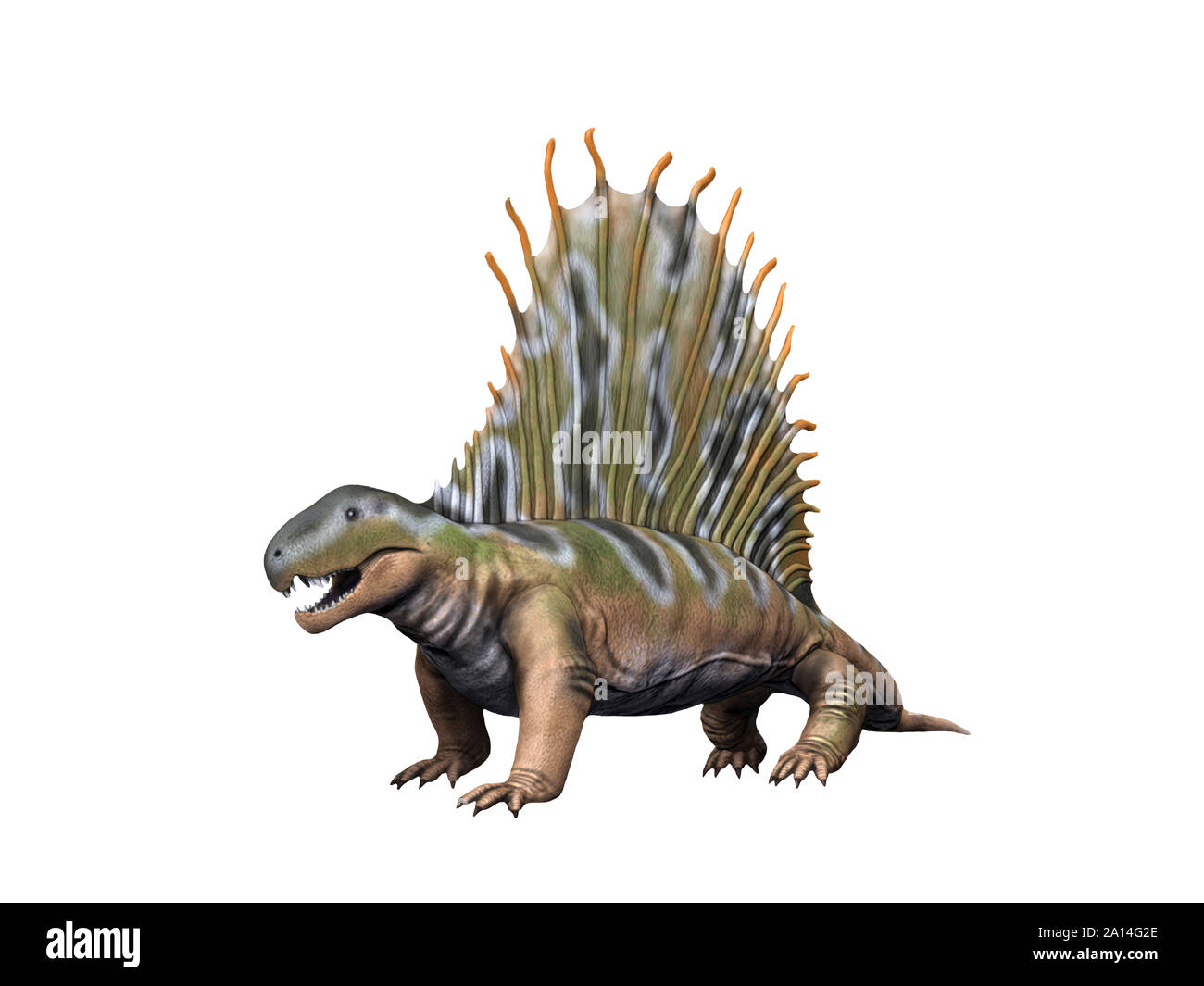 Dimetrodon gigashomegenes dinosauro, sfondo bianco. Foto Stock