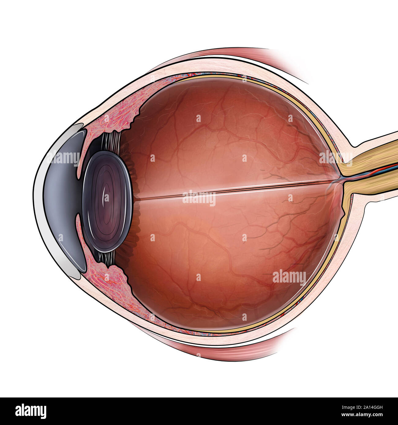 La sezione trasversale della parte anatomica dell'occhio. Foto Stock