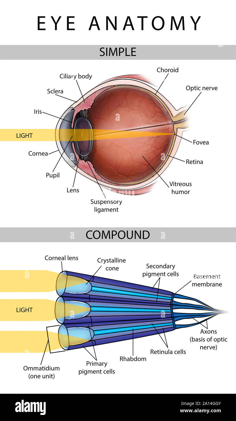 Illustrazione medica che illustra le differenze tra la semplice e composto gli occhi. Foto Stock
