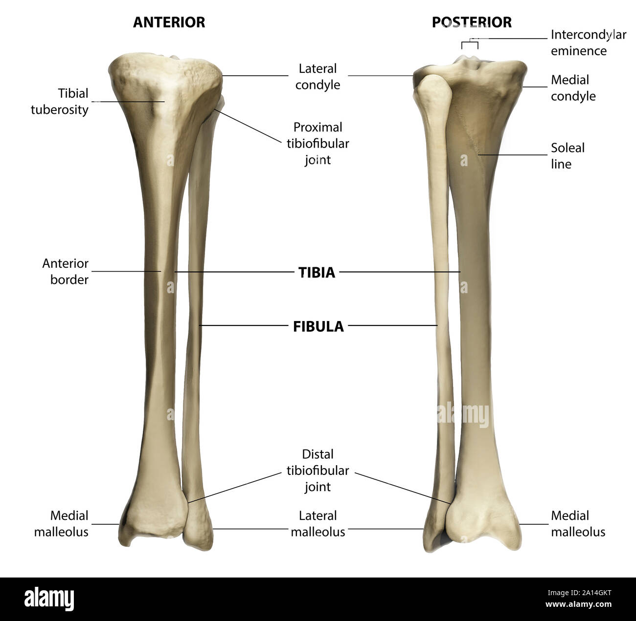Anteriore Ed Una Vista Posteriore Della Tibia E Perone Con La Marcatura Foto Stock Alamy