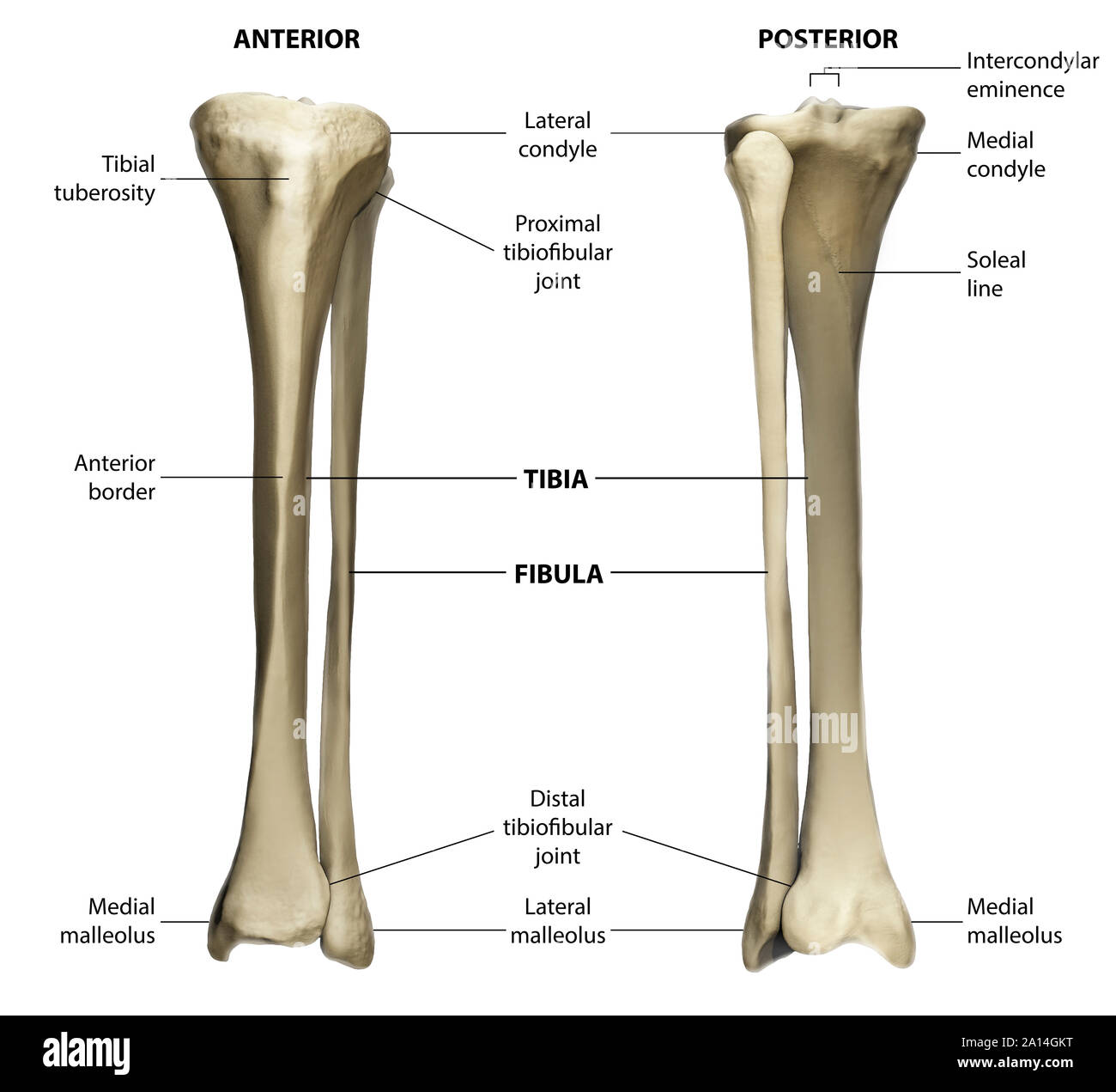 Anteriore ed una vista posteriore della tibia e perone con la marcatura. Foto Stock