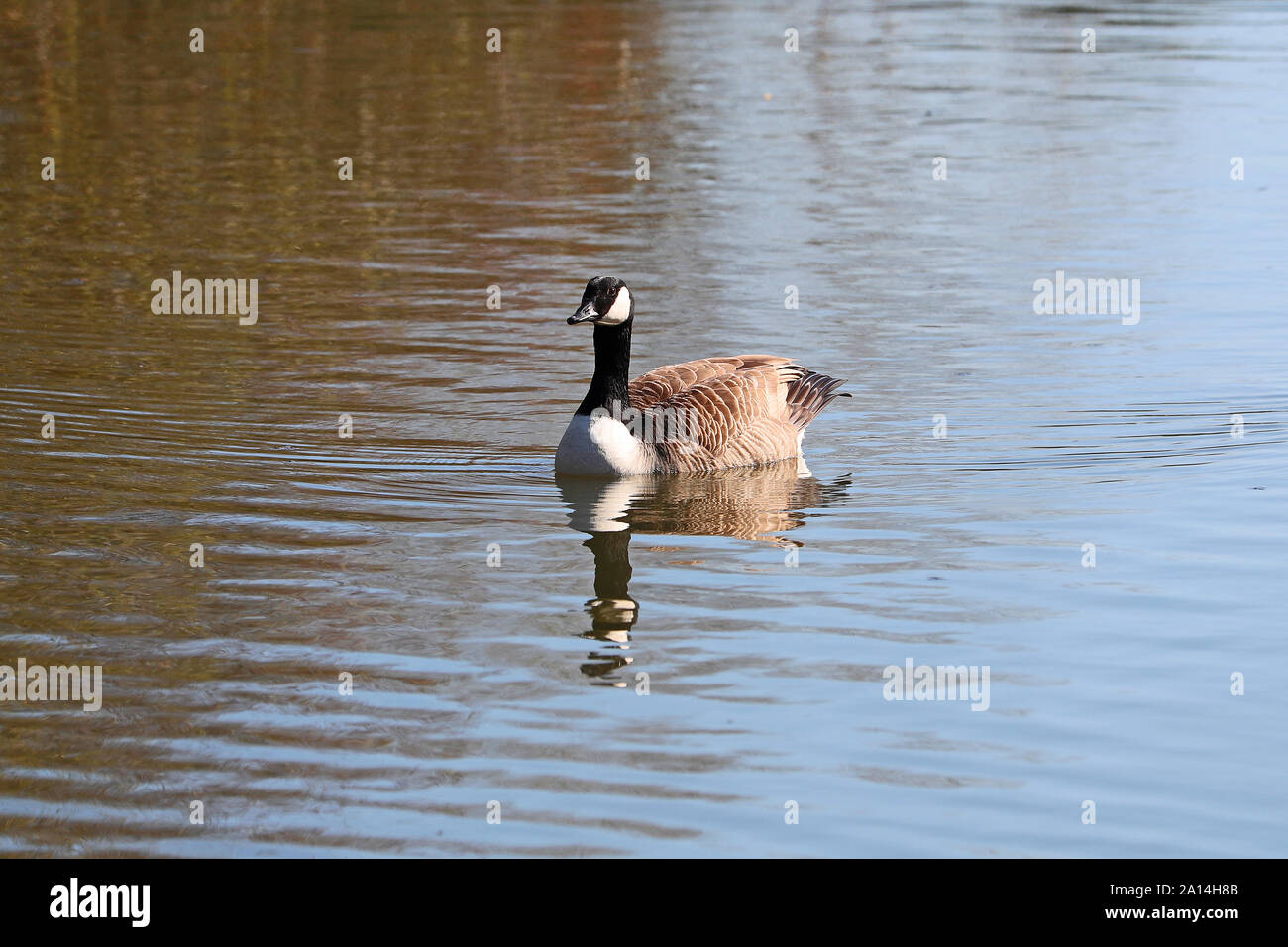 Canada Goose latino Branta canadensis famiglia anatidi nuotare in un laghetto nei parchi Universitari a Oxford Regno Unito in primavera Foto Stock