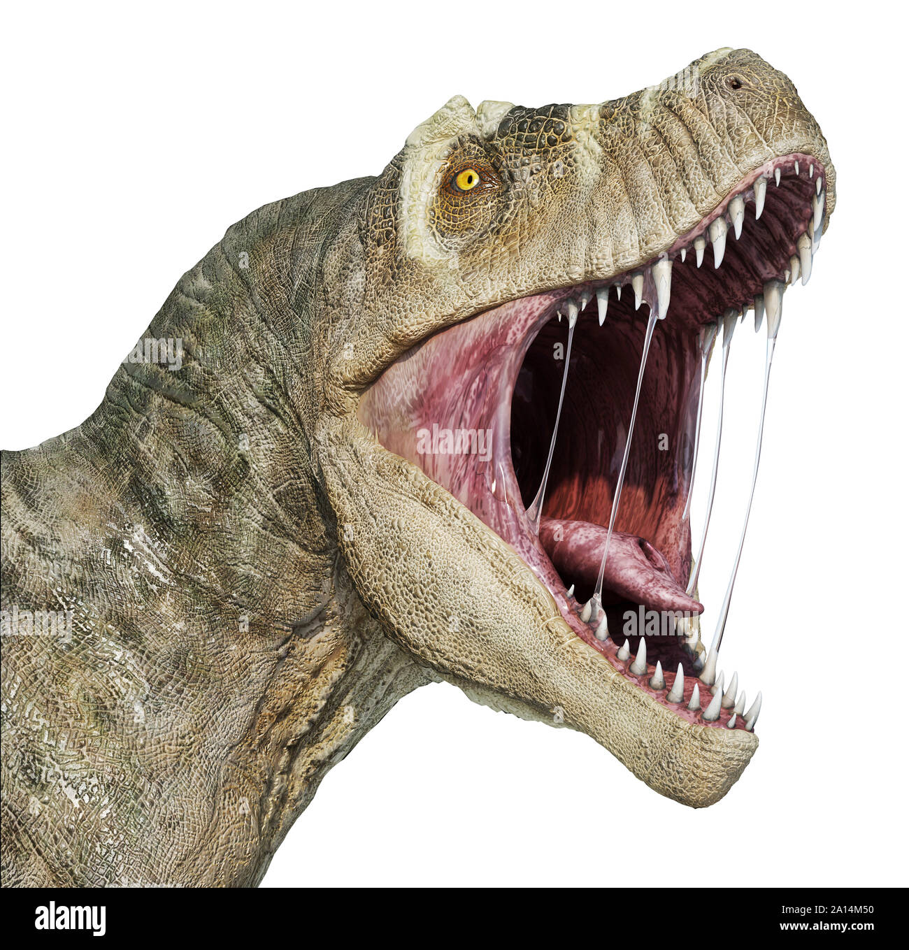 T-rex testa con bocca aperta, isolato su sfondo bianco. Foto Stock