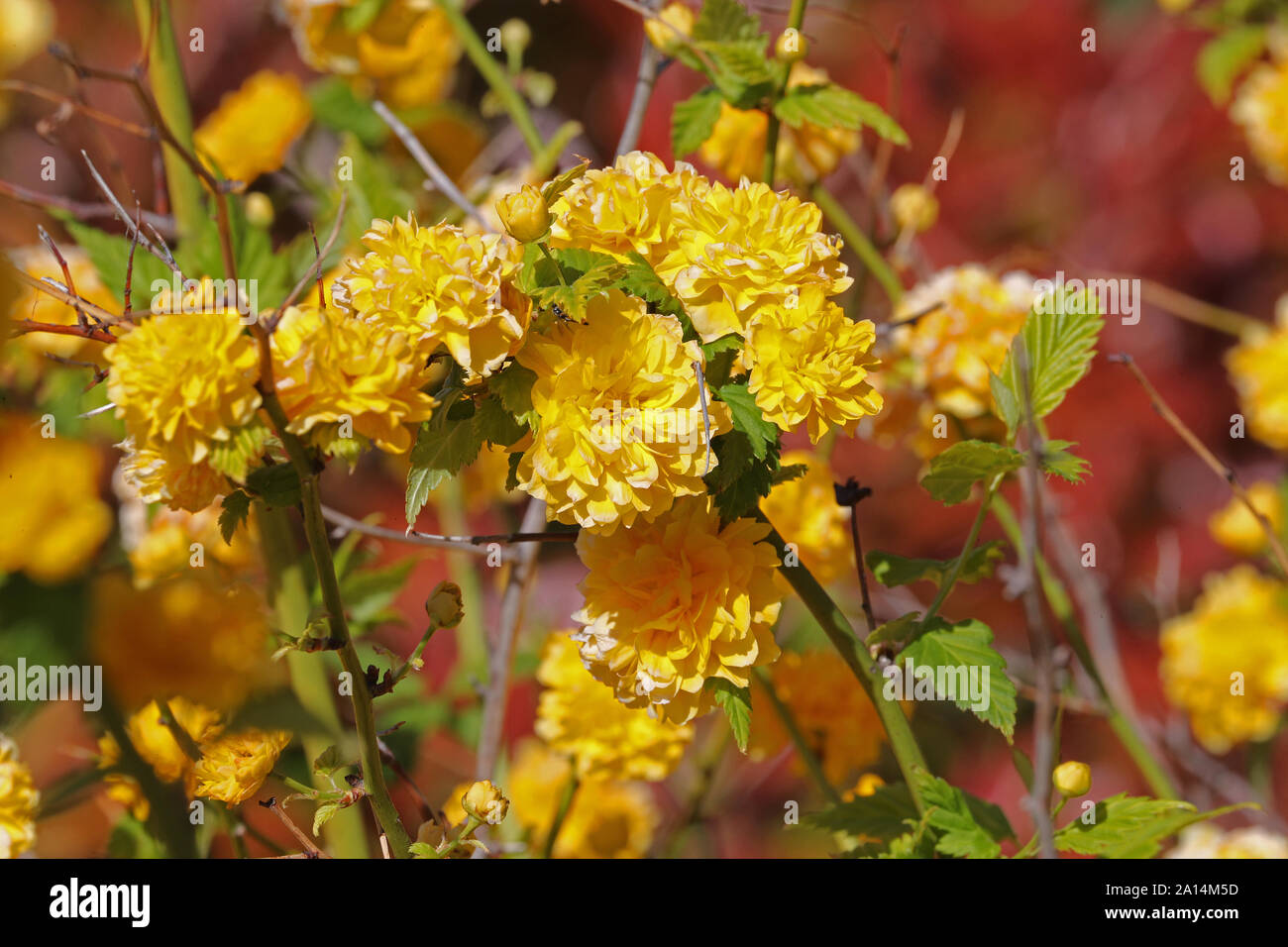 Giallo kerria japonica pleniflora laurea pulsante o giudeo malva della famiglia delle Rosaceae chiamato anche kerria giapponese una bussola decidui fioritura in Italia Foto Stock