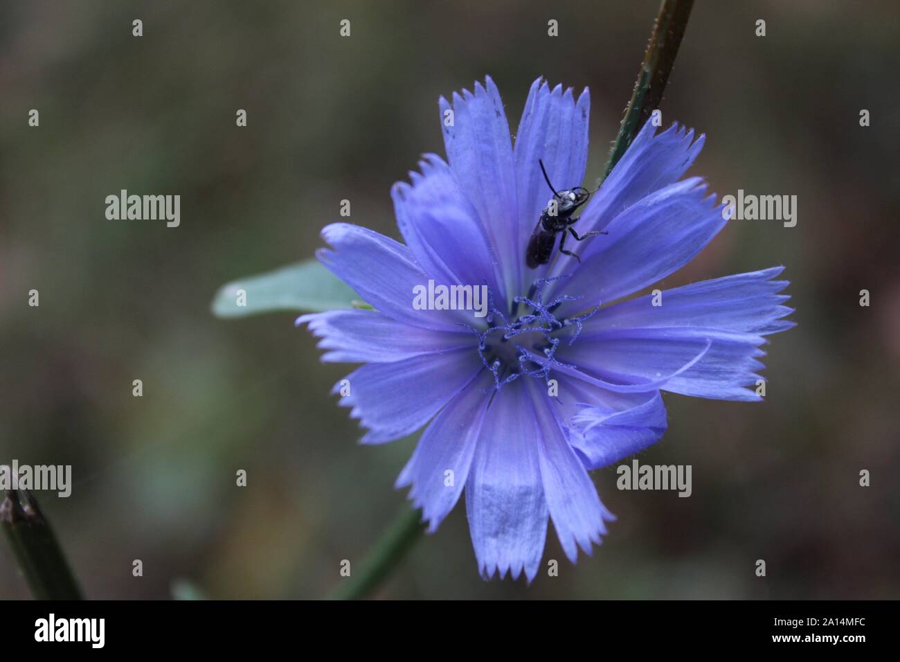 Un piccolo nero Wasp su un Blu fiore Chickory Foto Stock