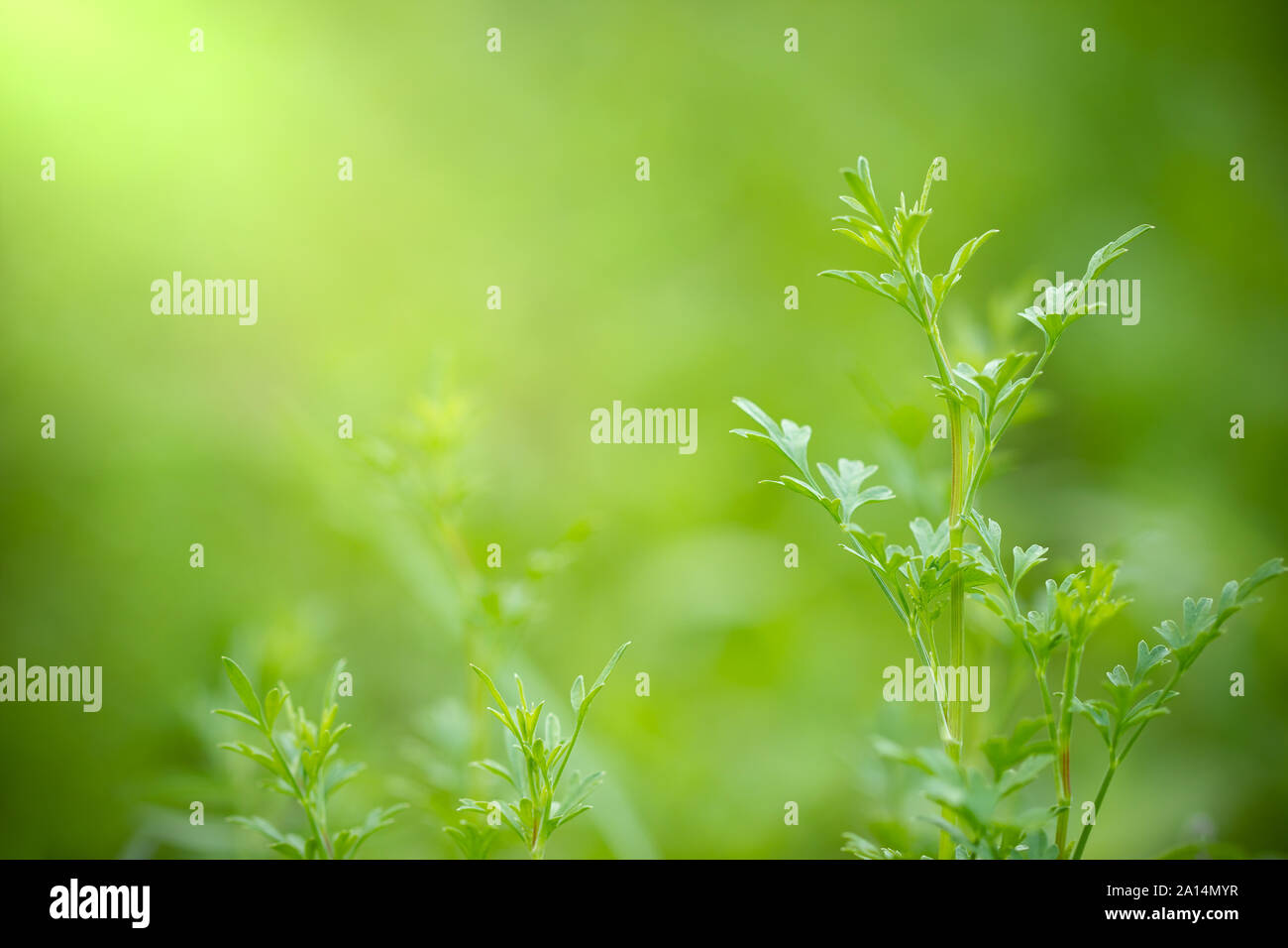 Coriandrum spp sulla natura verde sullo sfondo e la luce del sole di mattina a azienda agricola biologica. Primo piano e copia di spazio. Concetto di piante medicinali o erbe. Foto Stock