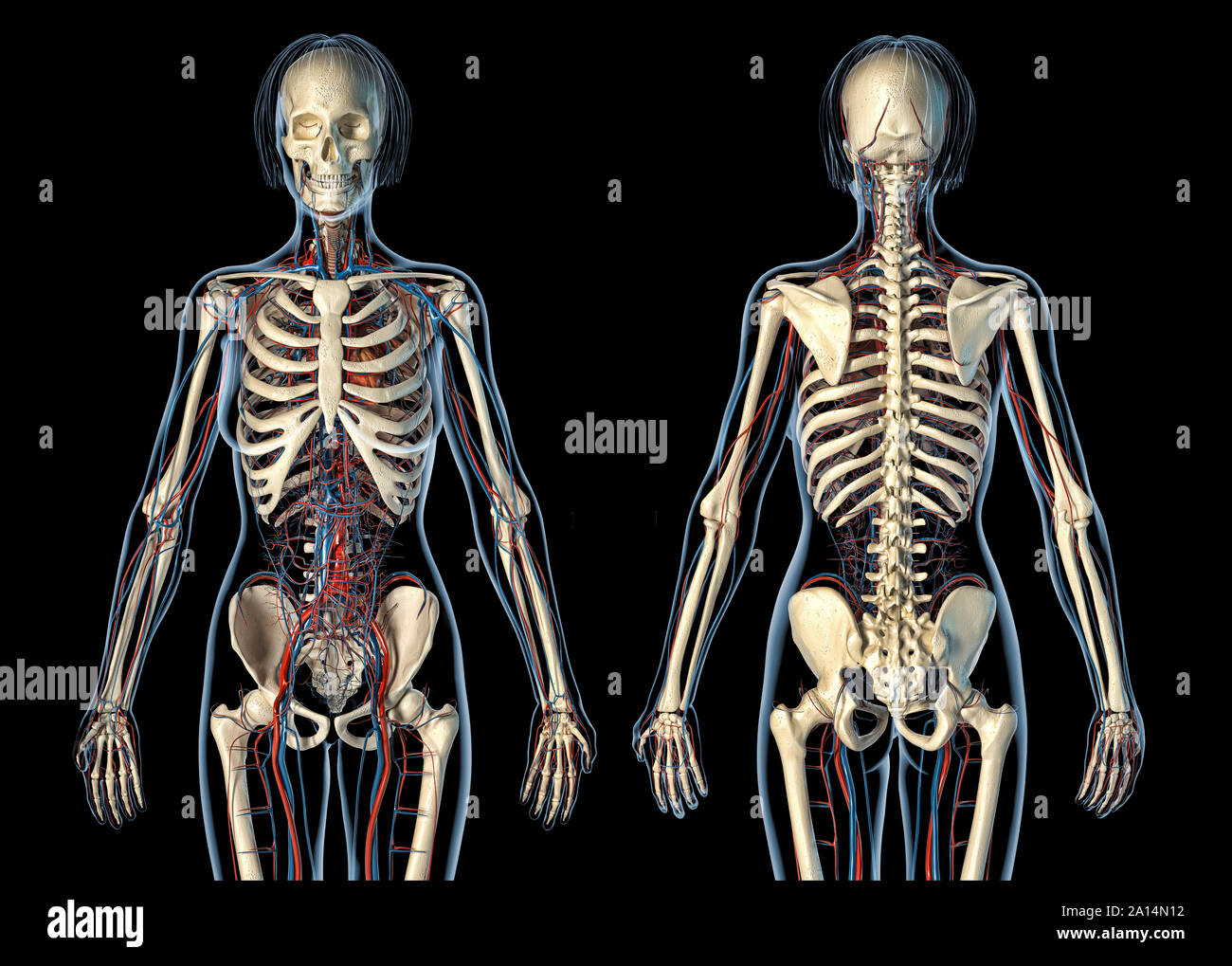 Anatomia femminile del sistema cardiovascolare con scheletro, posteriore e viste frontali. Foto Stock
