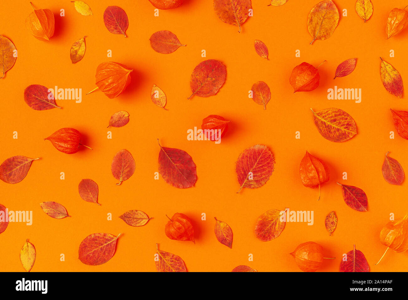 Foglie di autunno su uno sfondo arancione. Foto Stock