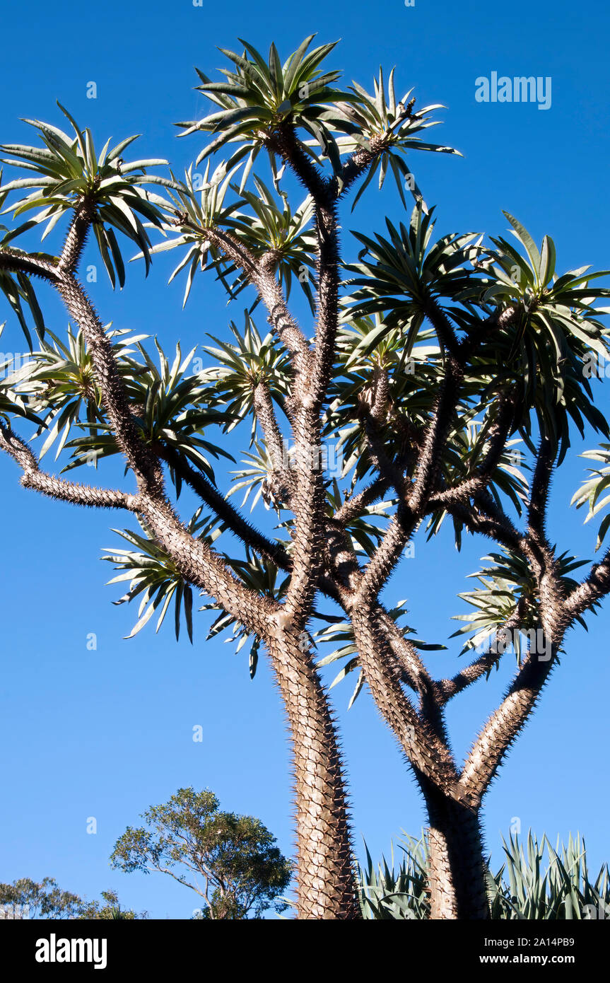 Sydney Australia, pungenti tronco di albero e rami di un Madagascar Palm tree stagliano contro un cielo blu Foto Stock