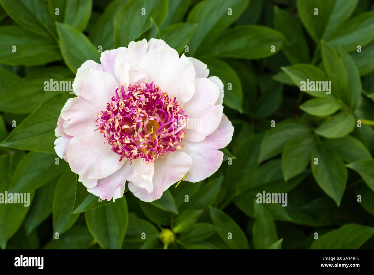 Una Peonia Bianco fiore in Leo Mol giardini, Assiniboine Park, Winnipeg, Manitoba, Canada. Foto Stock